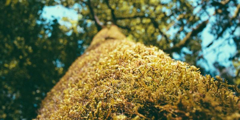 智能网联汽车OTA升级全攻略：从保养要点到旅行前的风险排查